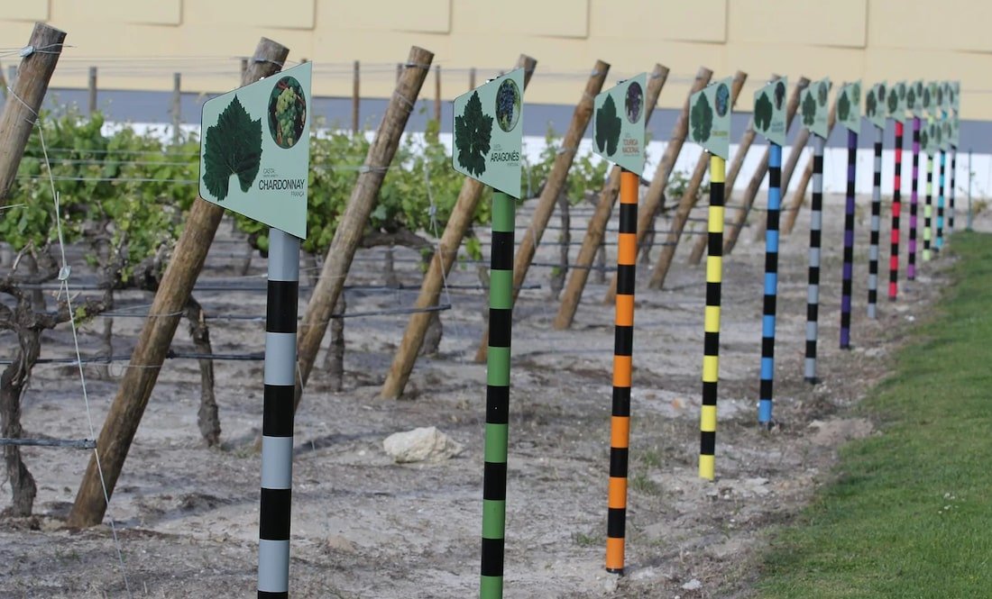 vinha pedagogica