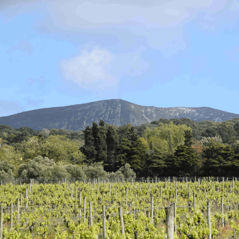 vinho atelantico (3)