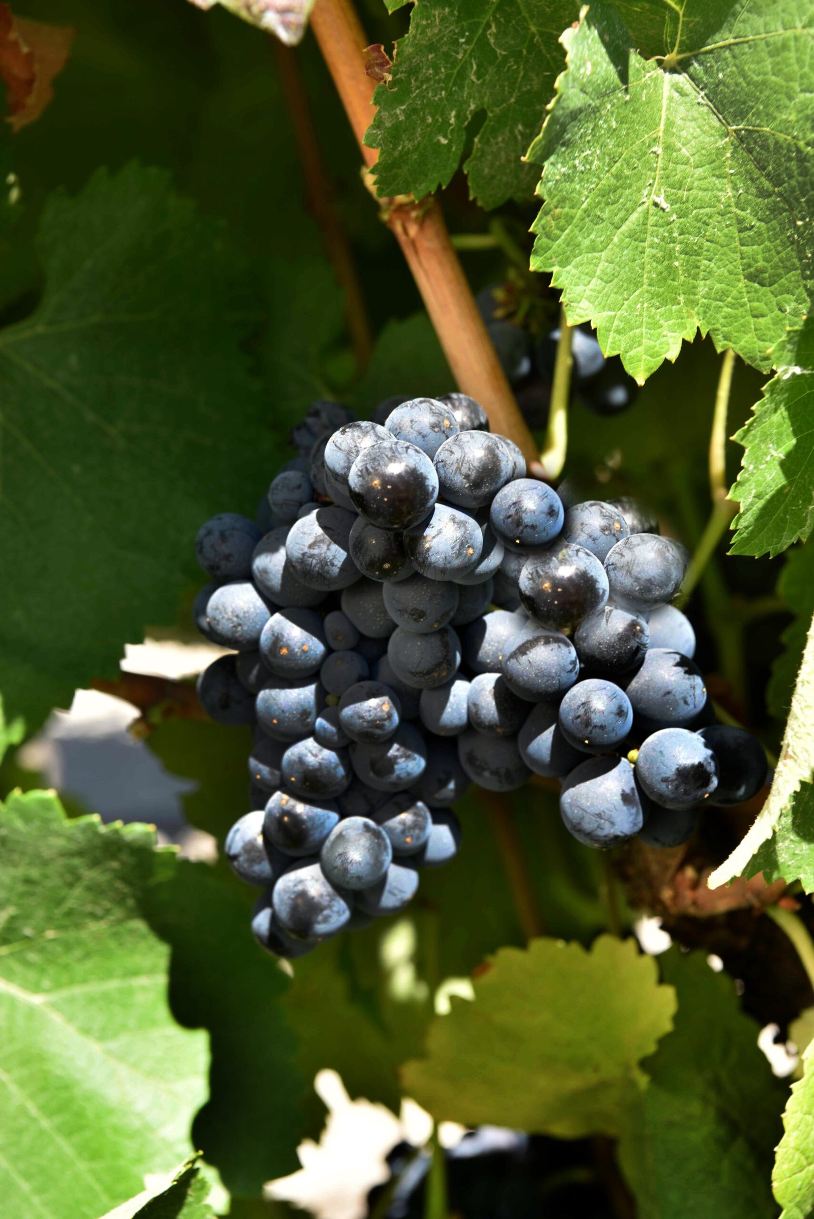 Castelao _869_00015_01