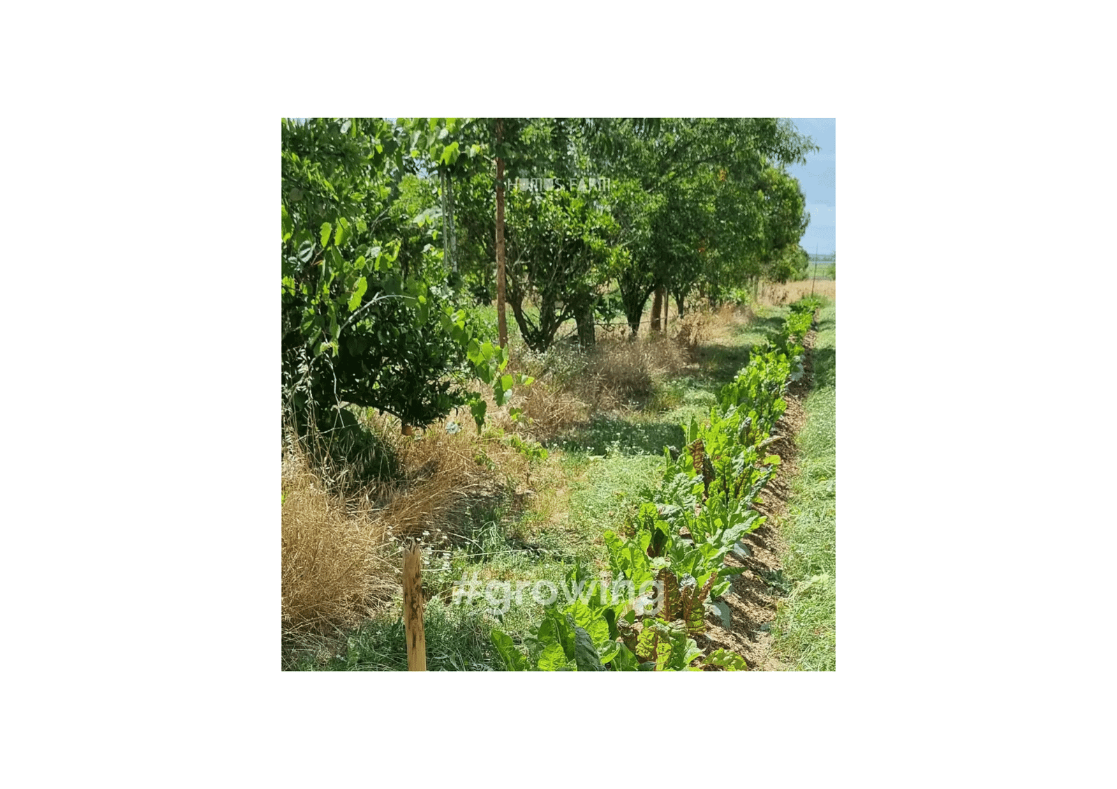 tor vinhas