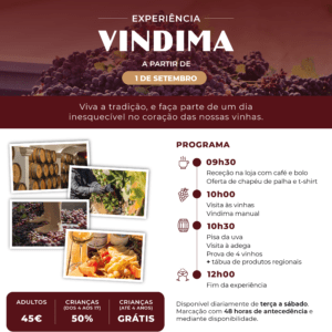 Vindima na Filipe Palhoça
