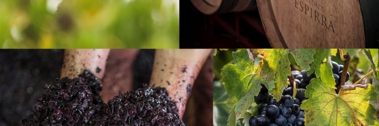 Soc. Vinhos Herdade Espirra